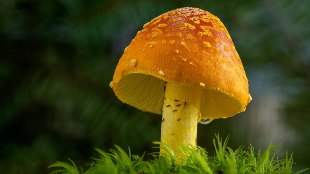 Identificación de setas comestibles