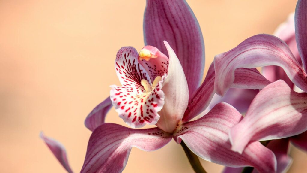 Las orquídeas son sin duda unas de las plantas más apreciadas por sus impresionantes flores y su amplia diversidad de formas y colores.