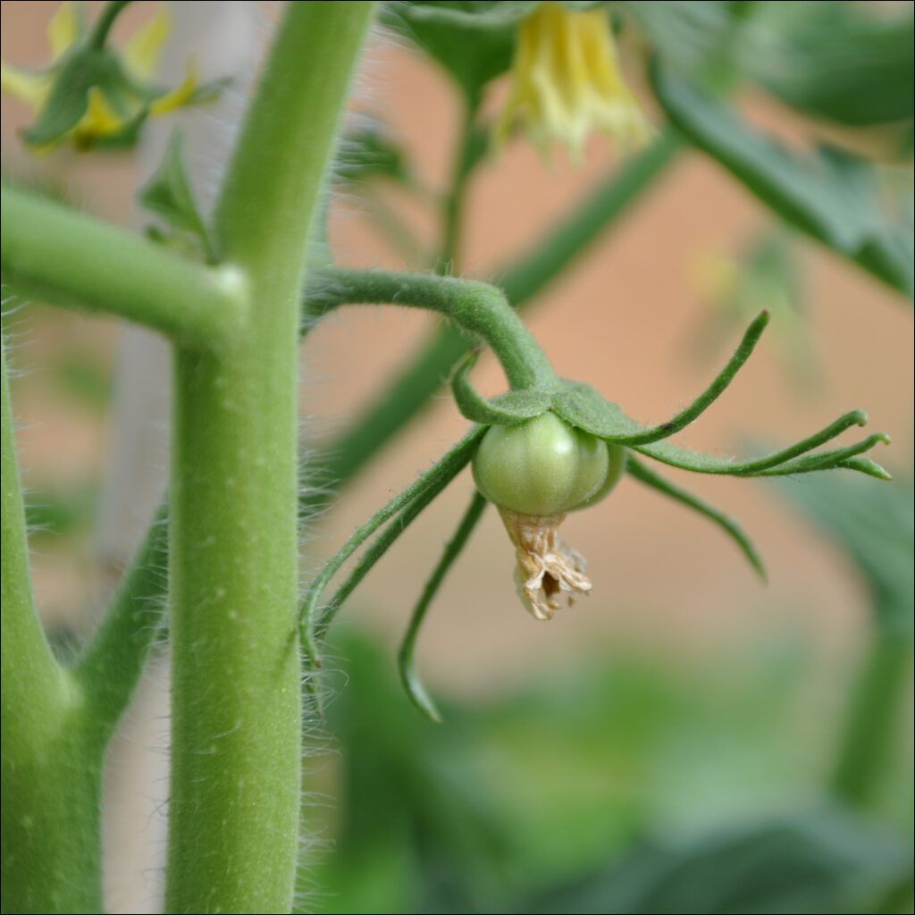 Pequeño tomate creciendo en una planta