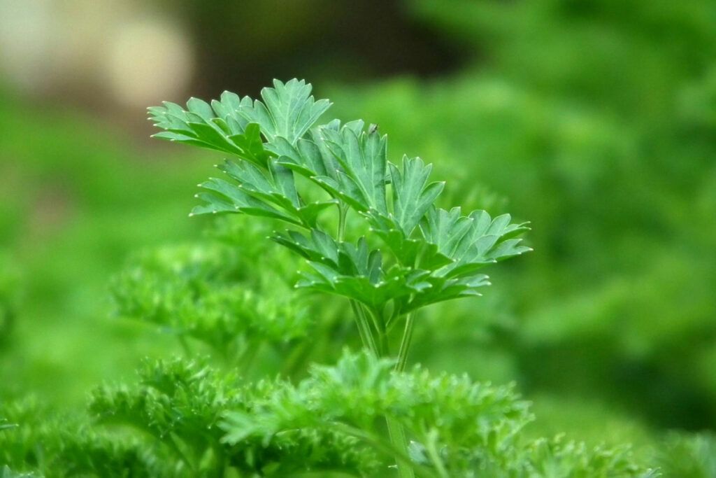 El perejil es una hierba ampliamente utilizada en la cocina mediterránea