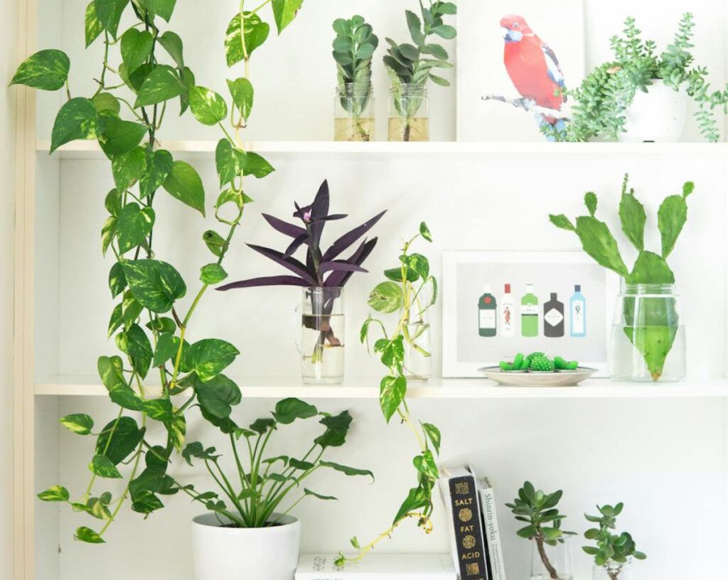La presencia de plantas en el hogar está asociada con un aumento en el bienestar emocional y la salud mental. 