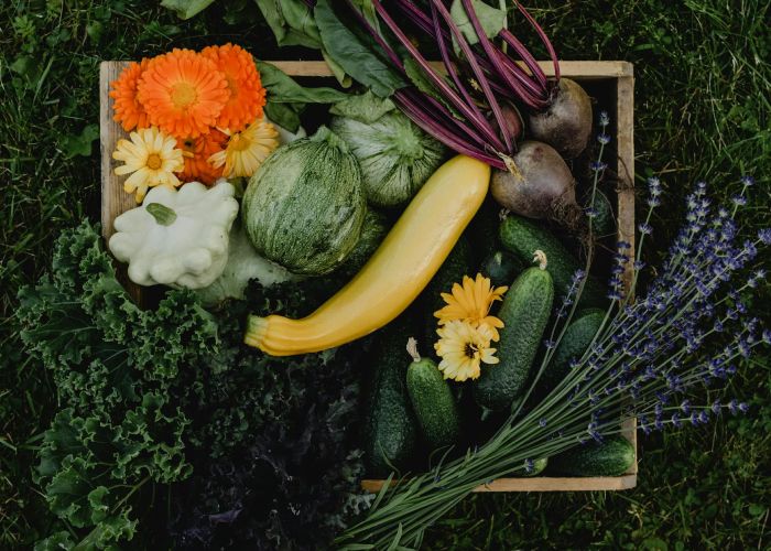 Descubre las plantas ideales para empezar tu huerto en casa y transforma tu espacio en un rincón productivo.
