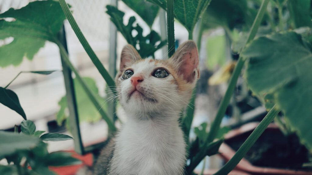 Existen varias plantas que pueden ser perjudiciales para las mascotas