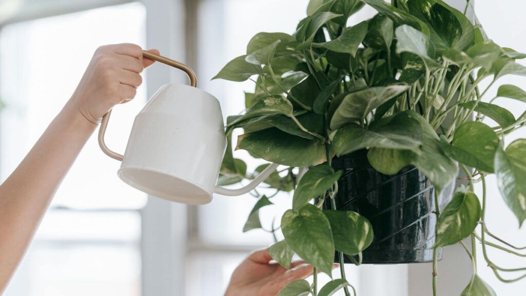 El Pothos, conocido como Epipremnum aureum, es otra planta popular por su facilidad de cuidado. 
