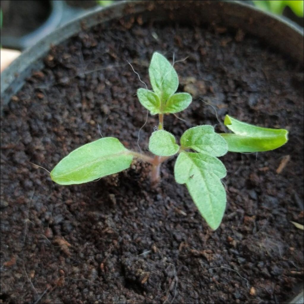 Pequeña planta de tomate en un semillero