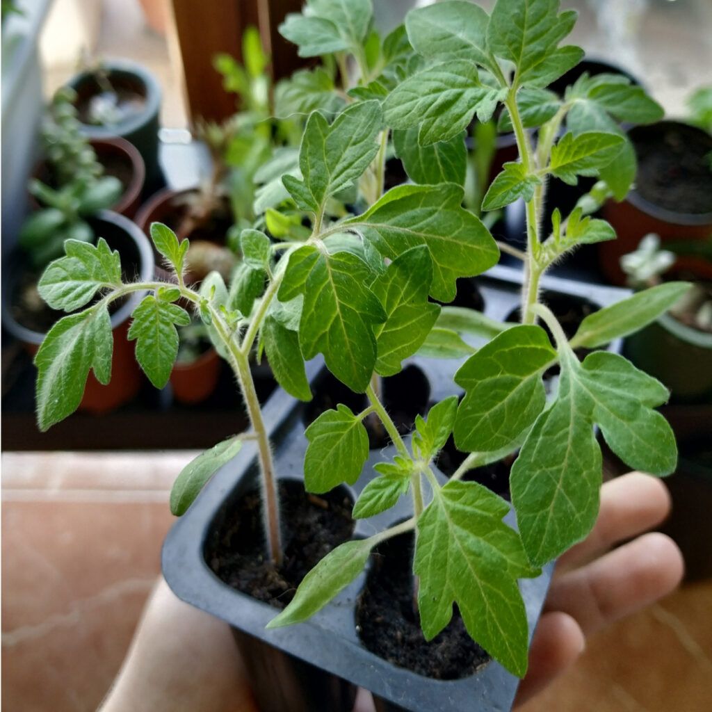 Semillero de tomates para trasplantar al huerto
