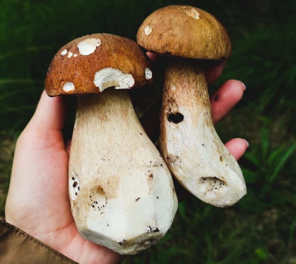Cultivo de setas comestibles en bosque de alimentos