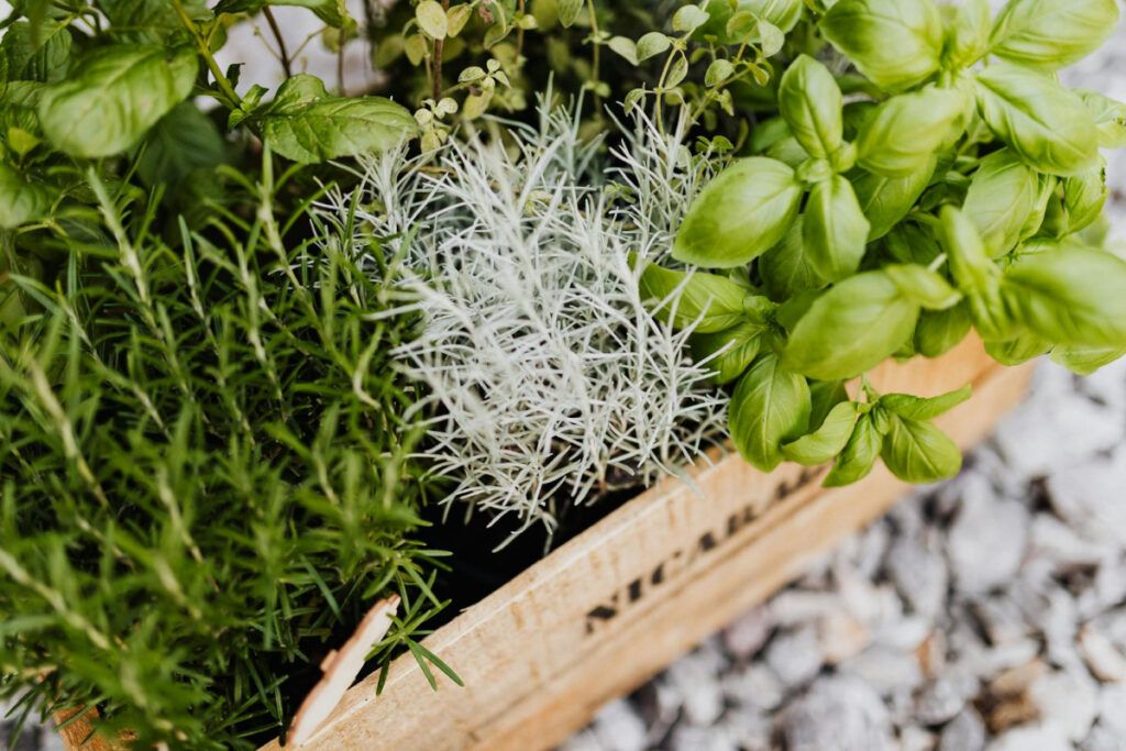 Los métodos de cocina al utilizar hierbas aromáticas pueden variar significativamente y tienen un impacto directo en la intensidad del sabor final del plato.