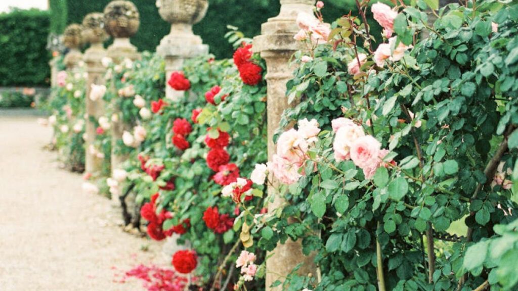 Claves para un Jardín de Ensueño