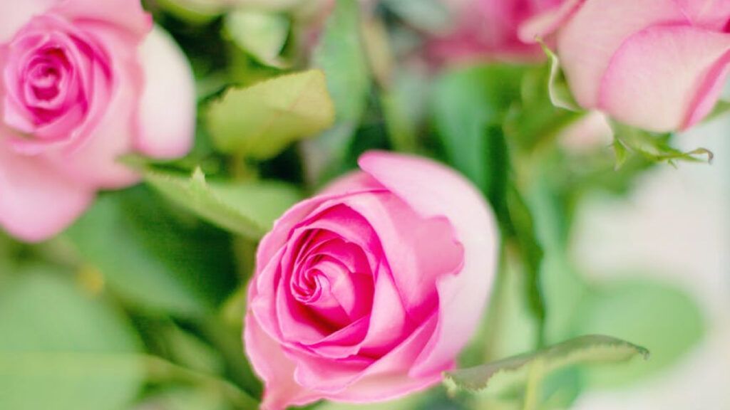 Cómo Mejorar la Calidad de tus Flores
