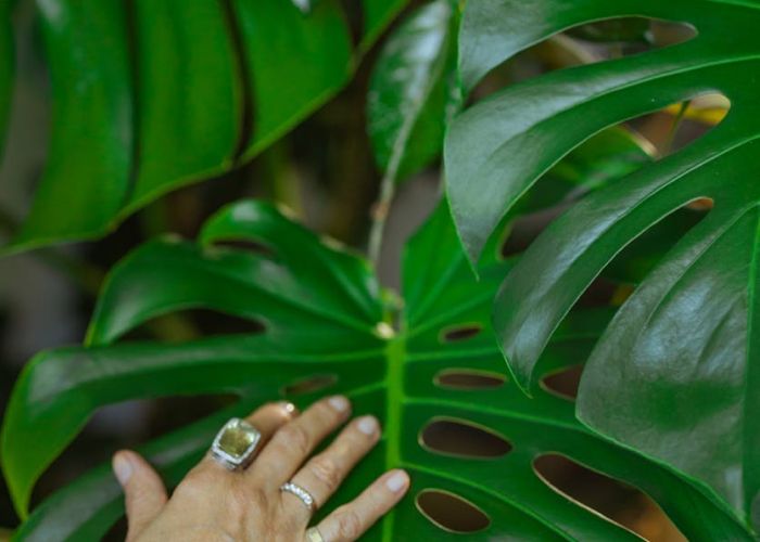 El trasplante y la reproducción son procesos clave para mantener la salud y vitalidad de la planta. Ambas prácticas permiten a la Monstera deliciosa expandir sus raíces, crecer adecuadamente y multiplicarse.