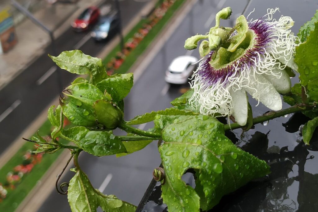 Cómo cultivar Passiflora en tu jardín