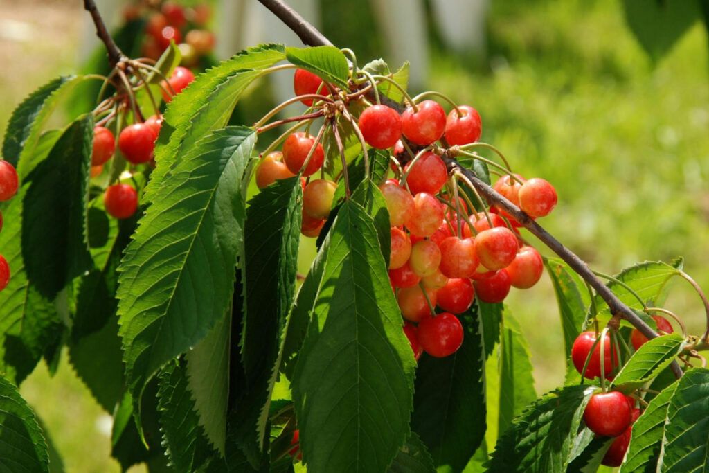 Condiciones de Crecimiento del Cerezo