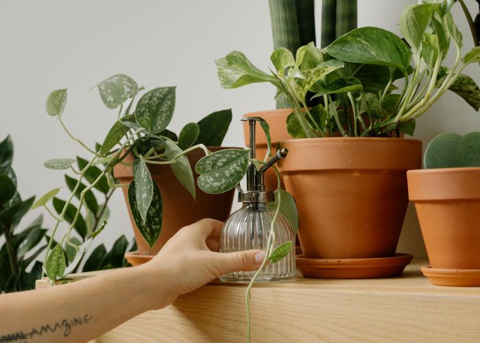 Conoce los beneficios del pothos, una planta versátil que purifica el aire y es fácil de cuidar.