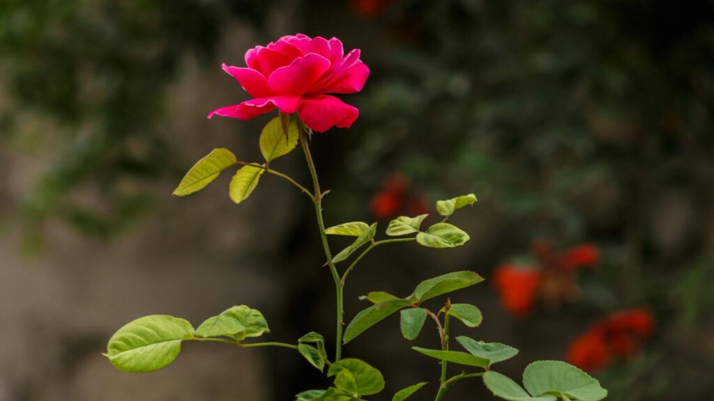 Cuidados Básicos para Rosas Saludables
