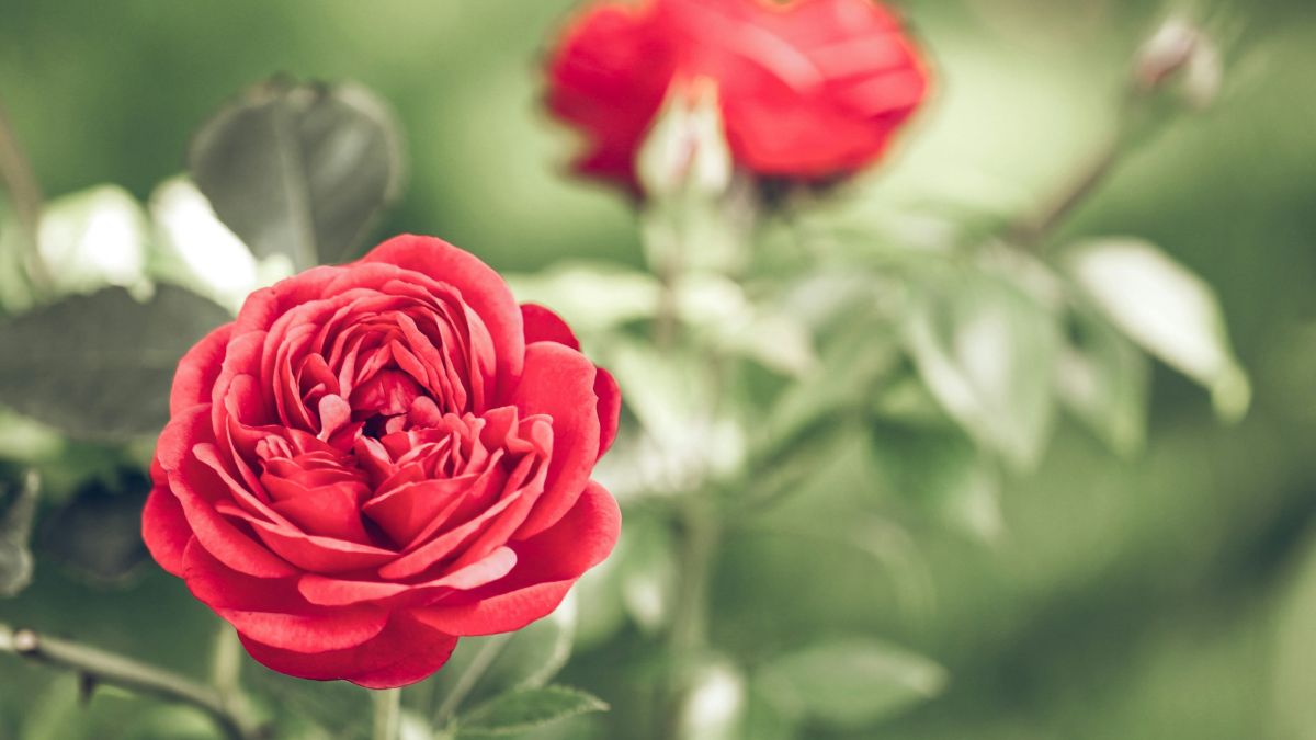 Cultivo de rosas - Guía completa paso a paso