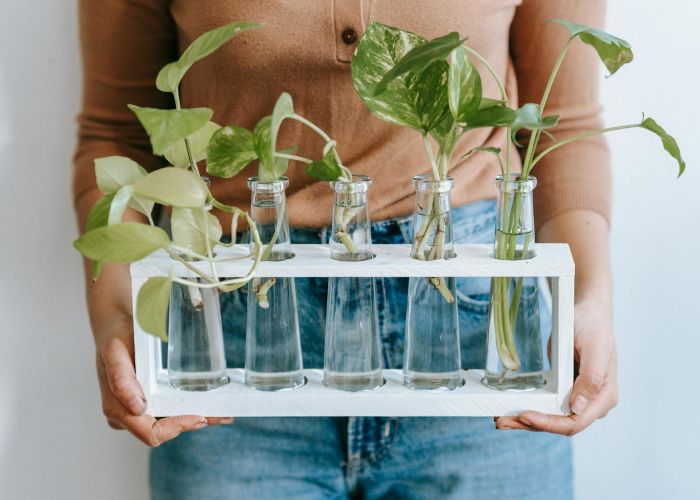 Descubre cómo cuidar el pothos, una planta resistente y perfecta para decorar cualquier espacio interior.