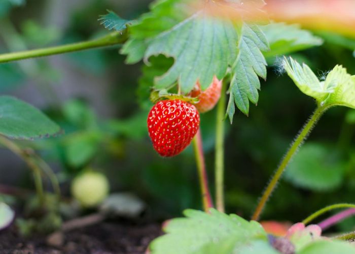 Septiembre es un mes especialmente importante para la siembra de cultivos en el huerto. Las condiciones climáticas comienzan a cambiar, y con ello, surgen oportunidades para plantar diversas hortalizas y legumbres que se adaptan a las temperaturas más frescas.