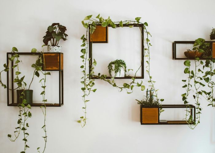 El pothos es ideal para principiantes. Aprende sus cuidados y consejos para mantenerlo sano y vibrante.