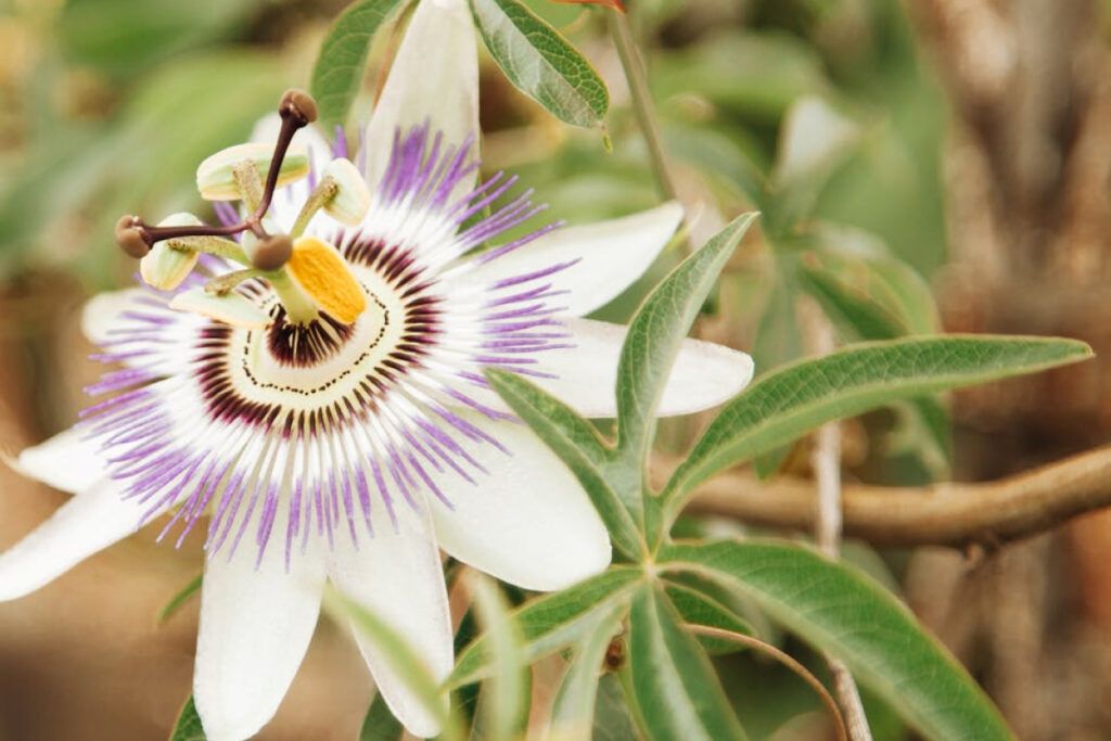 Flor de Passiflora en plena floración