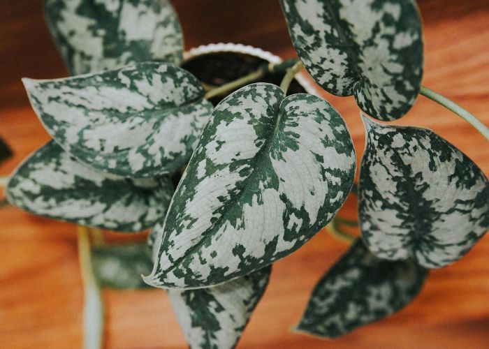 Guía completa sobre el pothos: cuidados esenciales, tipos y beneficios de esta planta purificadora de aire.