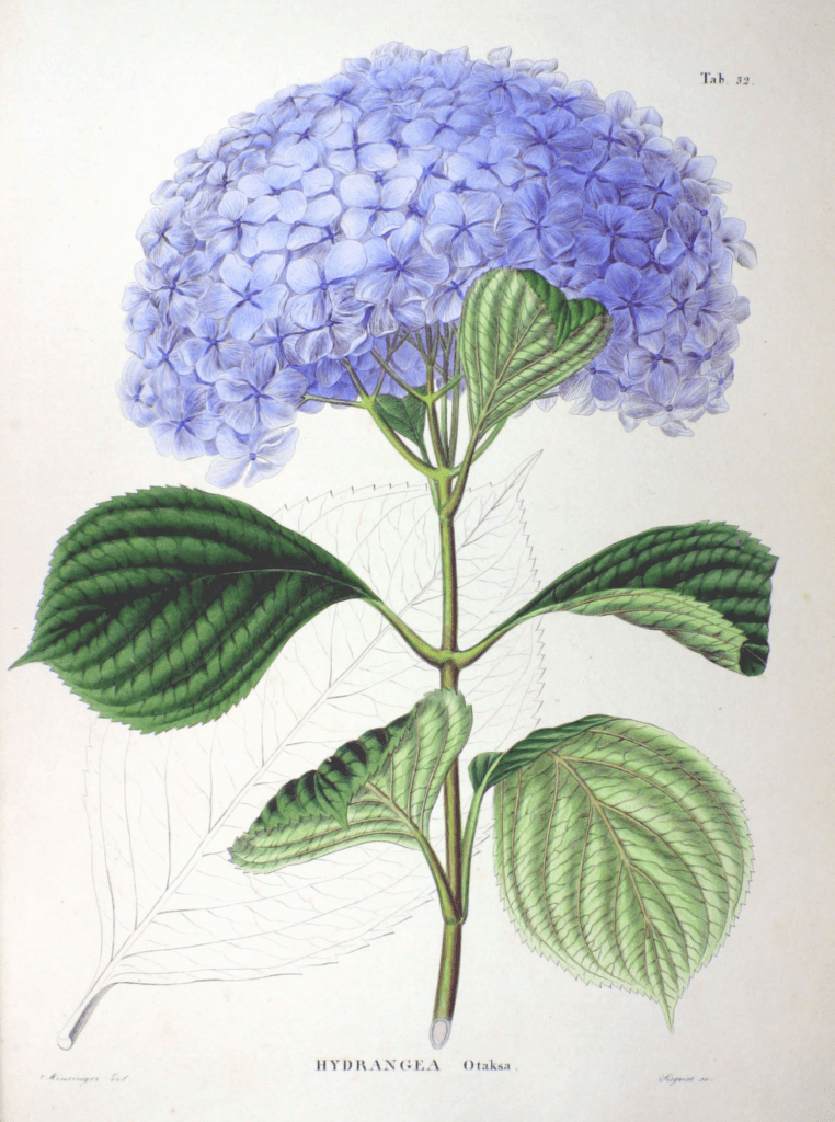 Hydrangea macrophylla