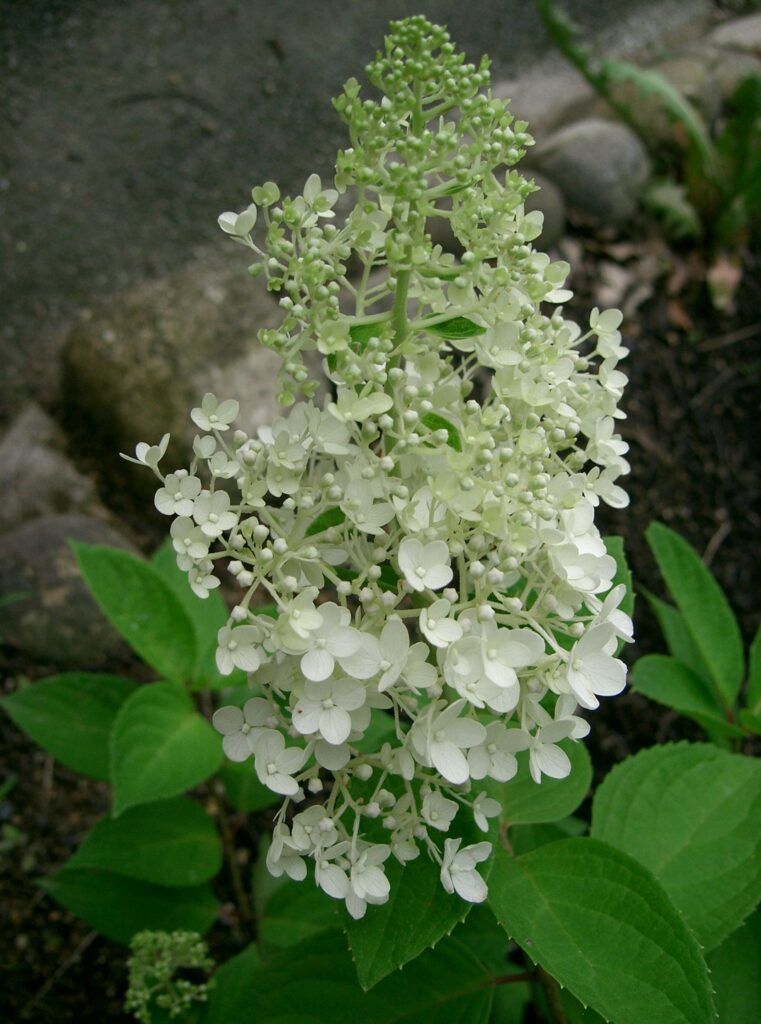 Hydrangea paniculata