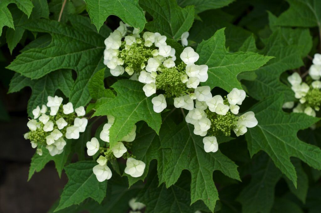 Hydrangea quercifolia