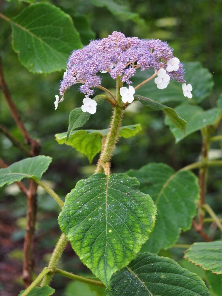 Hydrangea sargentiana