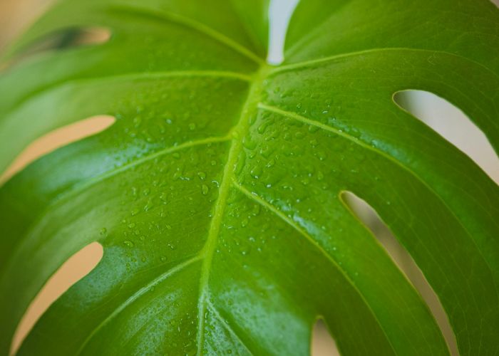 Los cuidados básicos son fundamentales para el crecimiento saludable y el bienestar la Monstera Deliciosa.