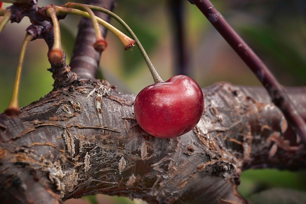 Prácticas de Cultivo del Cerezo