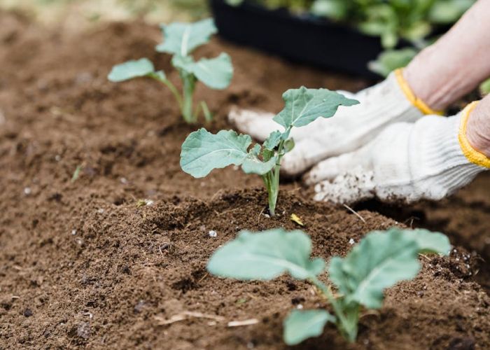 El clima de Galicia, con su particular combinación de humedad y temperaturas moderadas, ofrece condiciones favorables para diversos cultivos en septiembre.