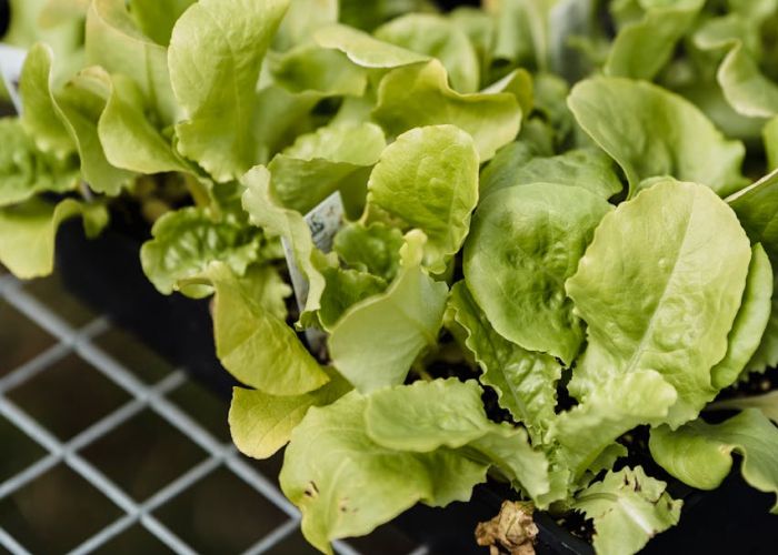 Septiembre ofrece una oportunidad ideal para cultivar diversas plantas en macetas. Esta opción es perfecta para aquellos que cuentan con un espacio limitado en casa, permitiendo disfrutar de una cosecha fresca sin necesidad de un gran jardín.