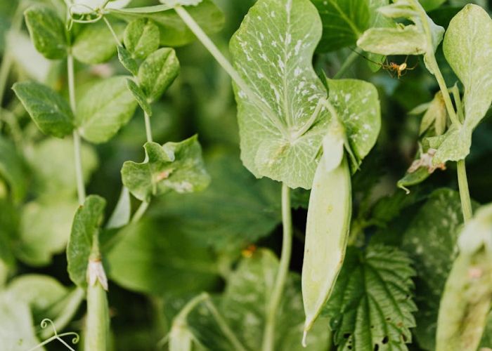 Septiembre es un mes adecuado para la siembra de una variedad de cultivos, que podrán desarrollarse con éxito durante el otoño.