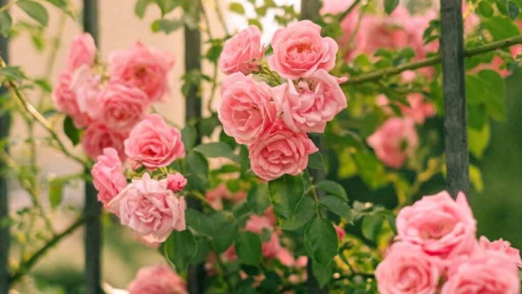 Consejos para un jardín espectacular