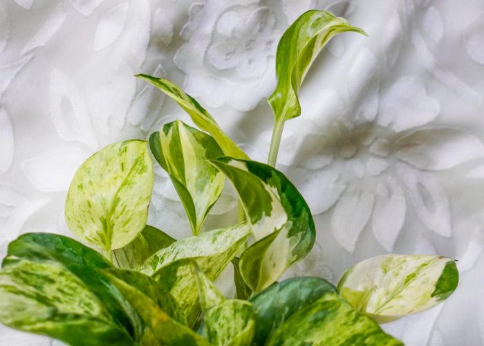 Todo sobre el pothos: desde sus variedades hasta cómo cuidarlo y propagarlo en casa.