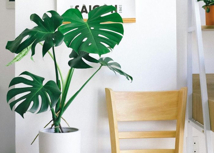 La Monstera deliciosa es una planta que tiene su origen en las exuberantes selvas tropicales de América Central.