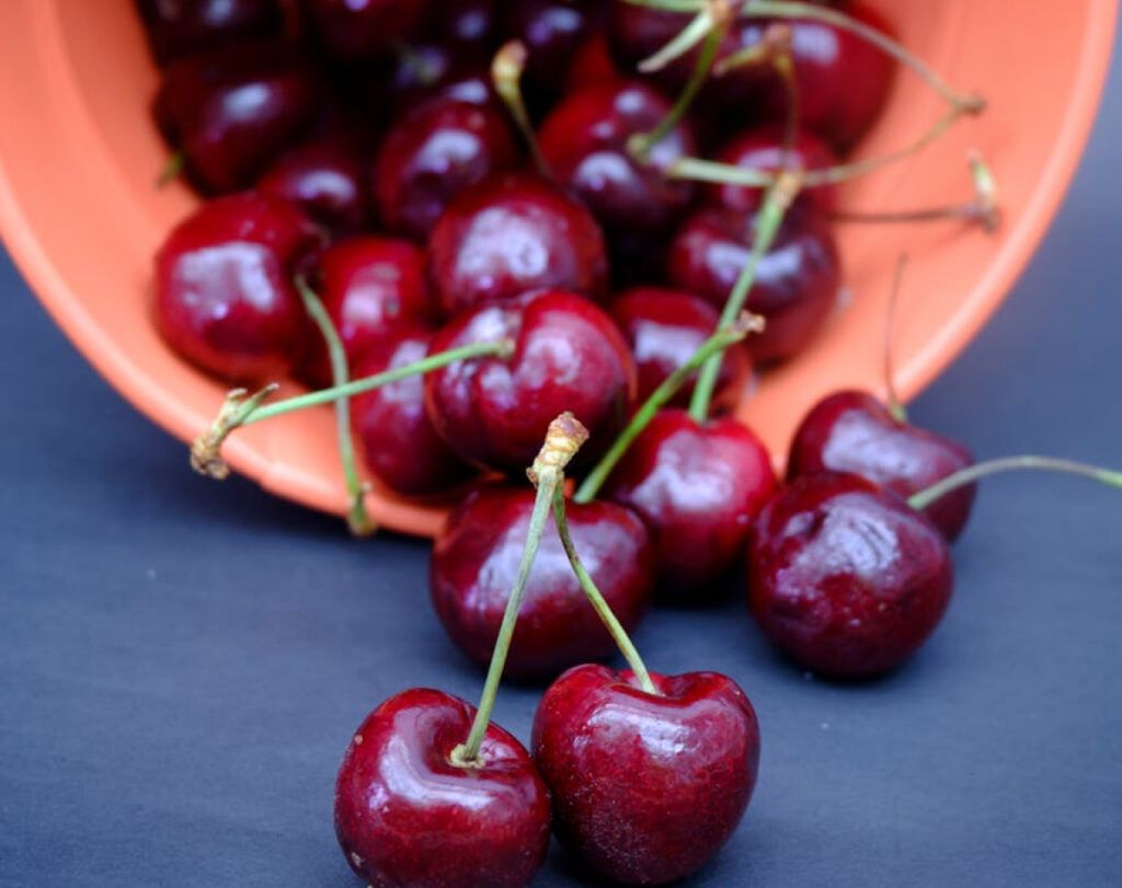 cereza variedad picota