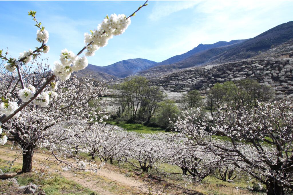 Cerezo del Valle del Jerte