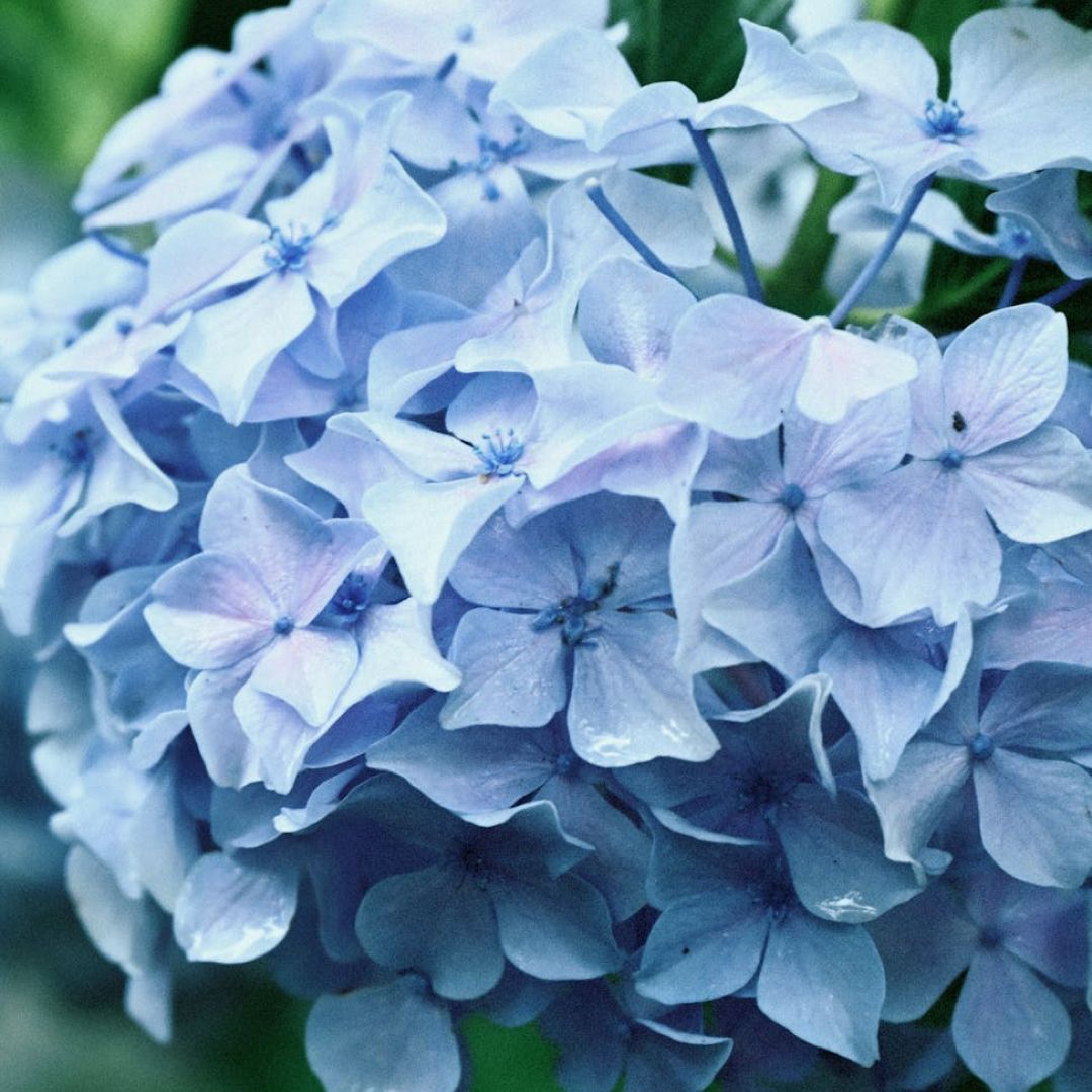 Descubre cómo cuidar y cultivar hortensias en tu jardín o macetas