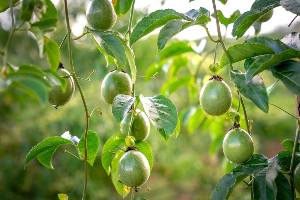 condiciones ambientales para el crecimiento de la Passiflora