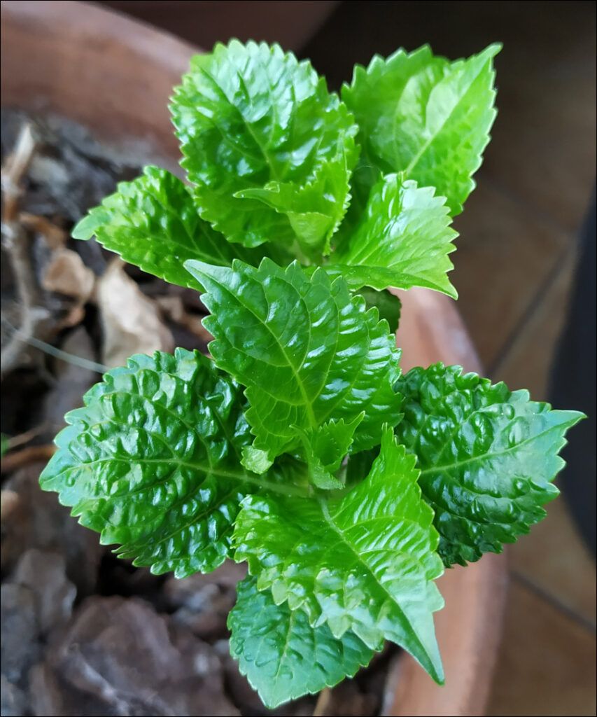 Hojas de las hortensias cultivadas en una maceta de terracota