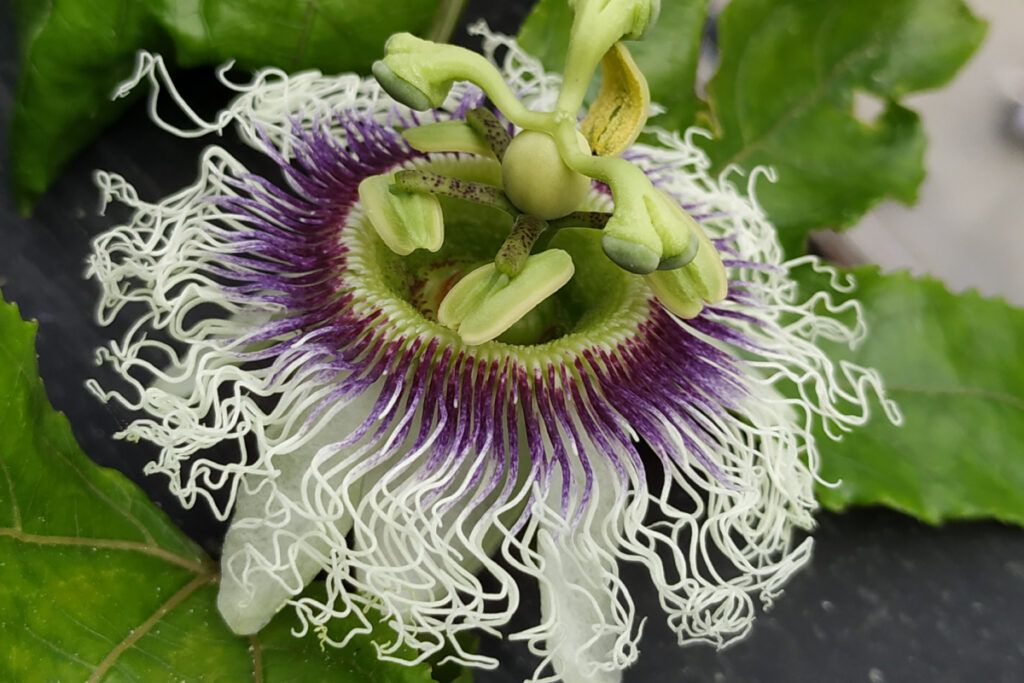 flor de passiflora