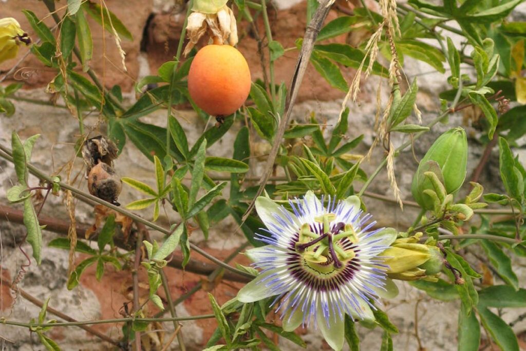 cultivo de passiflora en vallas