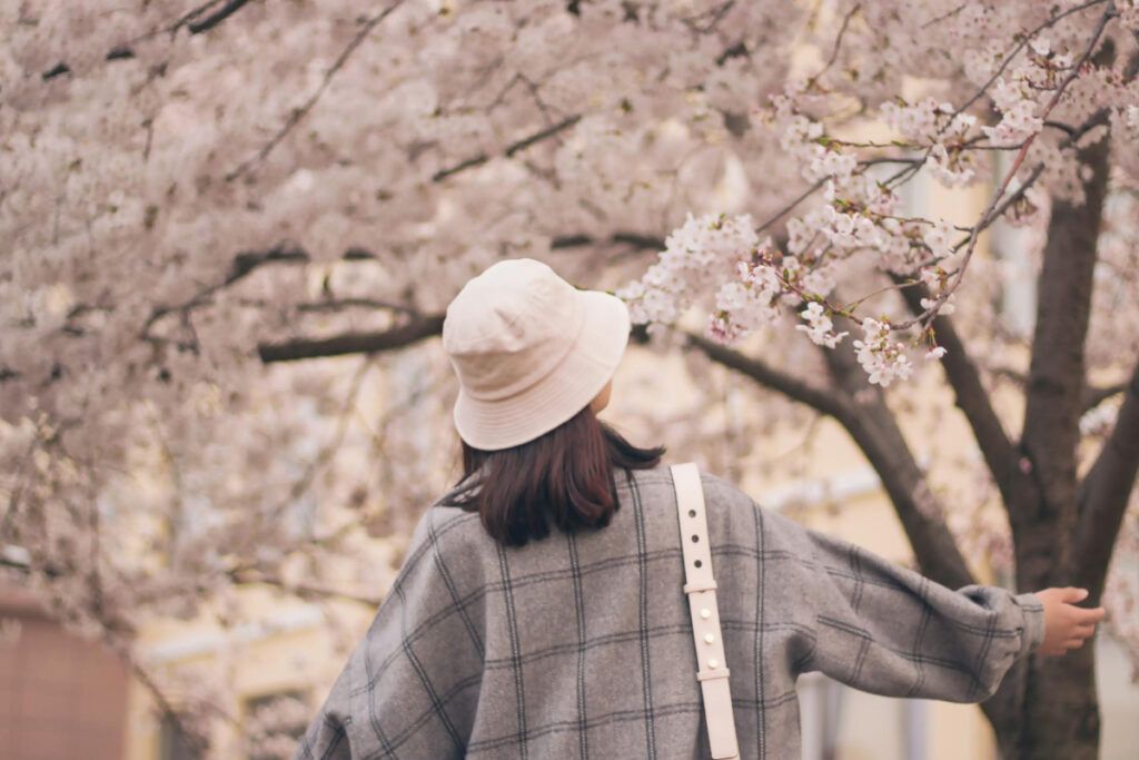 sakura cerezos en japón