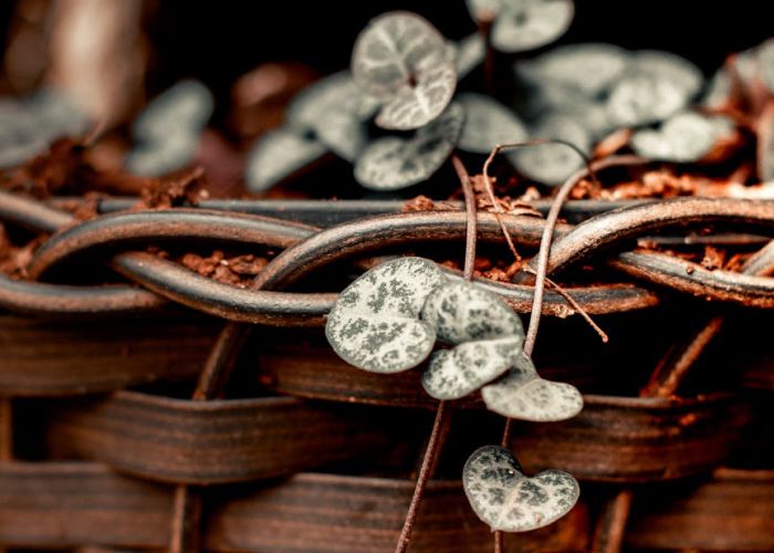 La Ceropegia Woodii, también conocida como enredadera rosario, es una planta suculenta originaria de Sudáfrica. Es popular entre los amantes de las plantas debido a su atractivo visual y facilidad de cuidado.