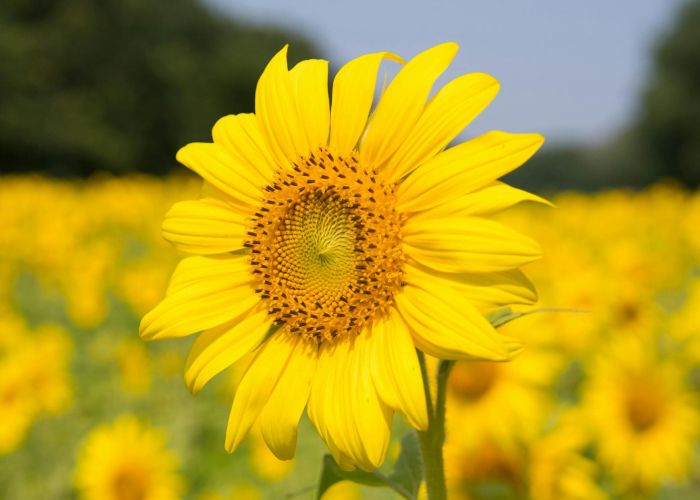 El girasol es una planta originaria de América que ha sido valorada tanto por su belleza como por sus múltiples usos. A lo largo de la historia, ha jugado un papel importante en diversas culturas, siendo símbolo de admiración y vitalidad.
