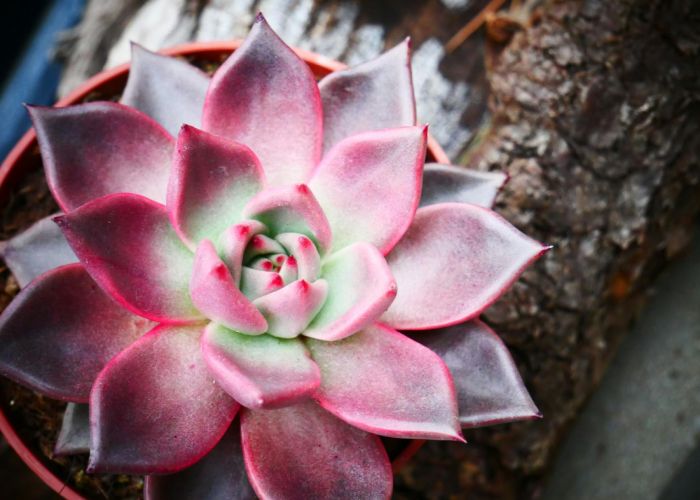 Cuidados de Echeveria: Requisitos de Luz y Riego