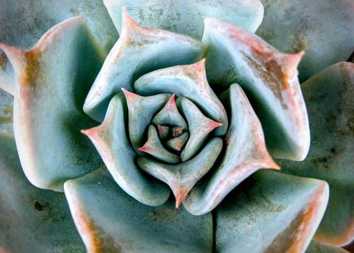 Echeveria: Cómo Cultivar esta Suculenta en Casa