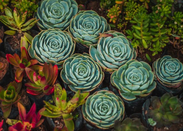 Variedades de Echeveria: Diferentes Colores y Formas
